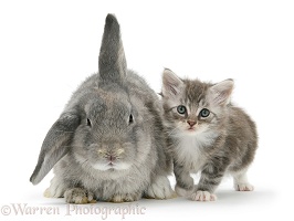 Tabby kitten with grey windmill-eared rabbit