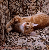 Young ginger cat stretching in armchair