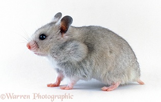 Grey Syrian Hamster