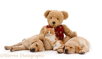 Kitten, teddy and Labrador pups asleep