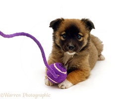 Brown Shih-Tzu cross puppy, 8 weeks old, with ball and rope