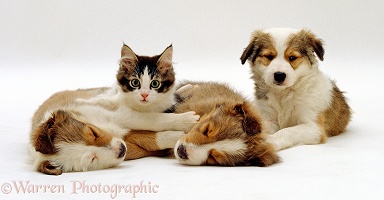 Tabby and white kitten with Sable Border Collie Pups
