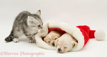 Kitten and Westie x Cavalier pups in a Santa hat