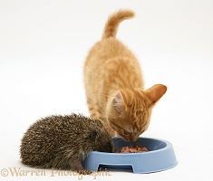 Hedgehog eating from ginger kitten's food bowl