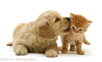 Golden Retriever pup with ginger kitten