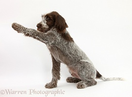 Spinone pup holding a paw out