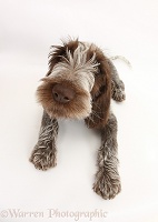 Spinone pup lying
