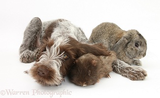 Spinone pup with Guinea pig and rabbit