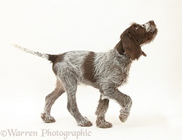 Spinone pup trotting across