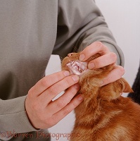Showing gums of ginger cat with anemia
