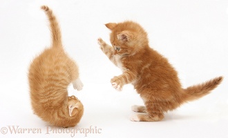 Ginger kittens, 7 weeks old, play-fighting