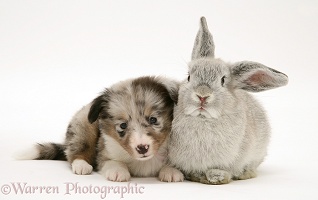 Sheltie pup with rabbit