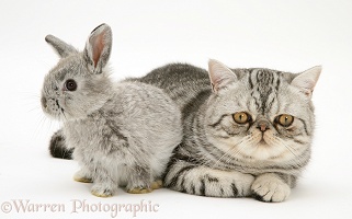 Baby silver Lop rabbit with silver tabby Exotic cat