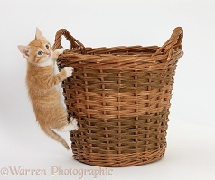 Ginger kitten climbing a wicker basket
