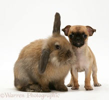 Chihuahua pup and Lionhead rabbit