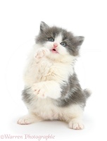 Grey-and-white kitten looking and reaching up