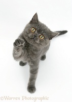Grey kitten reaching up