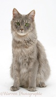 Maine Coon cat sitting