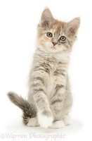 Tabby Maine Coon kitten with raised paw