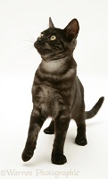Black Smoke cat