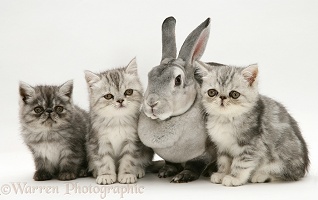 Silver Exotic kittens with silver Rex rabbit