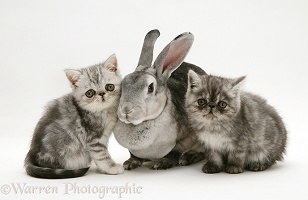 Silver Exotic kittens with silver Rex rabbit