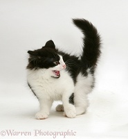 Black-and-white kitten snarling