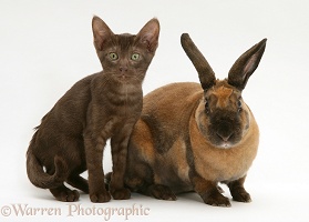 Brown Burmese-cross kitten with sooty-red Rex rabbit