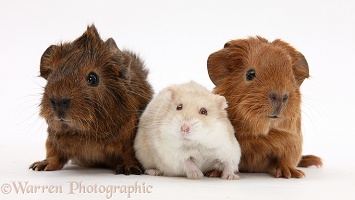 Baby Guinea pigs and Russian Hamster