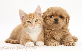 Peekapoo pup and ginger kitten