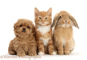 Peekapoo pup, Ginger kitten and Sandy Lop rabbit