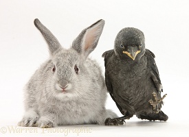 Baby silver rabbit and baby Jackdaw