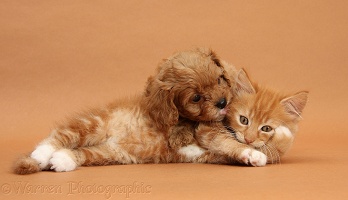 Cavapoo pup and ginger kitten on brown background