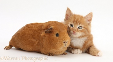 Ginger kitten, 7 weeks old, and red Guinea pig