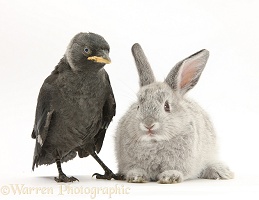 Baby silver rabbit and baby Jackdaw