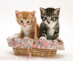 Tabby and ginger kittens in a wicker basket