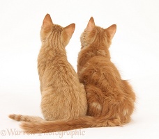 Two ginger kittens, back view