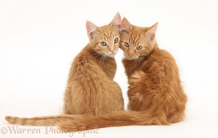 Two ginger kittens, looking over their shoulders