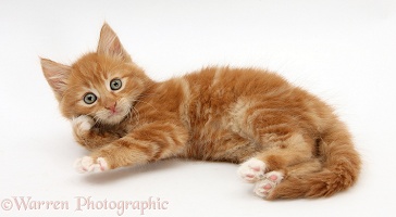 Ginger kitten rolling playfully on his side