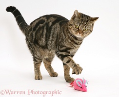 Tabby cat playing with a toy catnip mouse