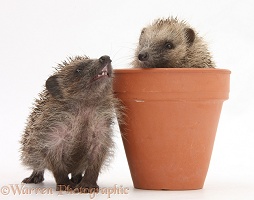 Baby Hedgehogs in a flowerpot