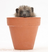Baby Hedgehog in a flowerpot