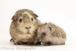 Baby Hedgehog and Guinea pig