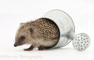 Baby Hedgehog in a little metal watering can