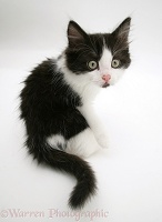 Black-and-white kitten looking back over its shoulder