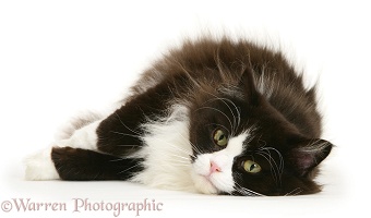 Fat black-and-white cat