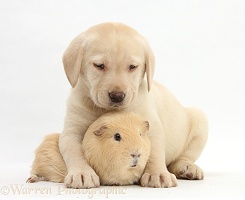 Yellow Labrador Retriever pup and Guinea pig