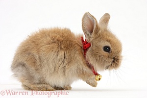 Baby Lionhead-cross rabbit wearing a bell