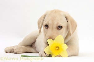 Yellow Labrador Retriever pup lying with a daffodil