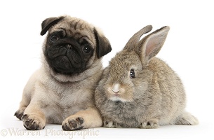 Fawn Pug pup, 8 weeks old, and young agouti rabbit